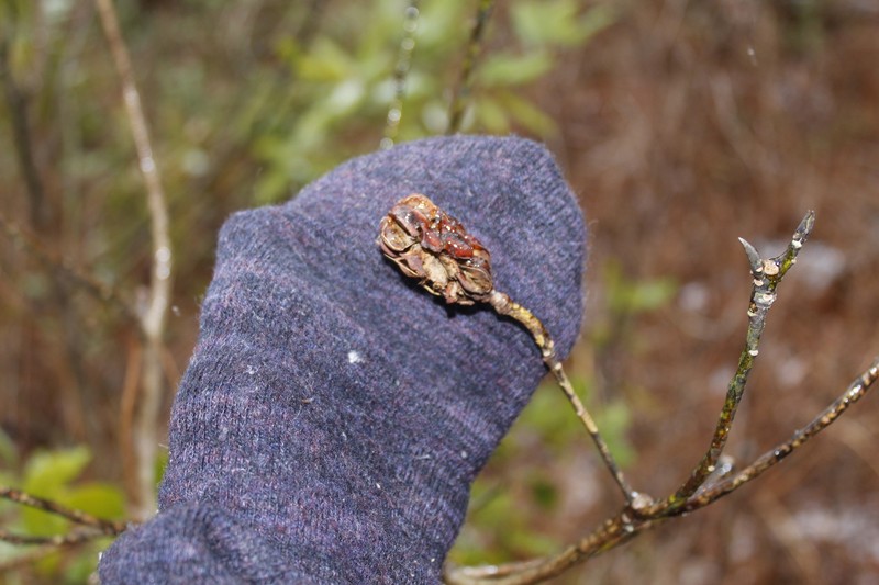 Magnolia virginiana subsp. virginiana