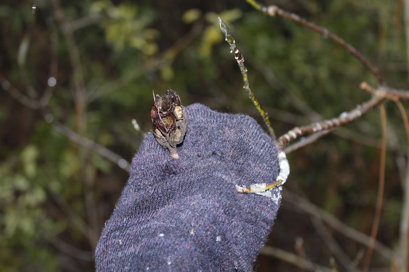 Magnolia virginiana subsp. virginiana photo 2