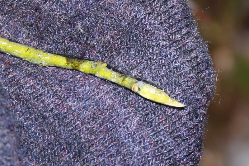 Magnolia virginiana subsp. virginiana photo 3