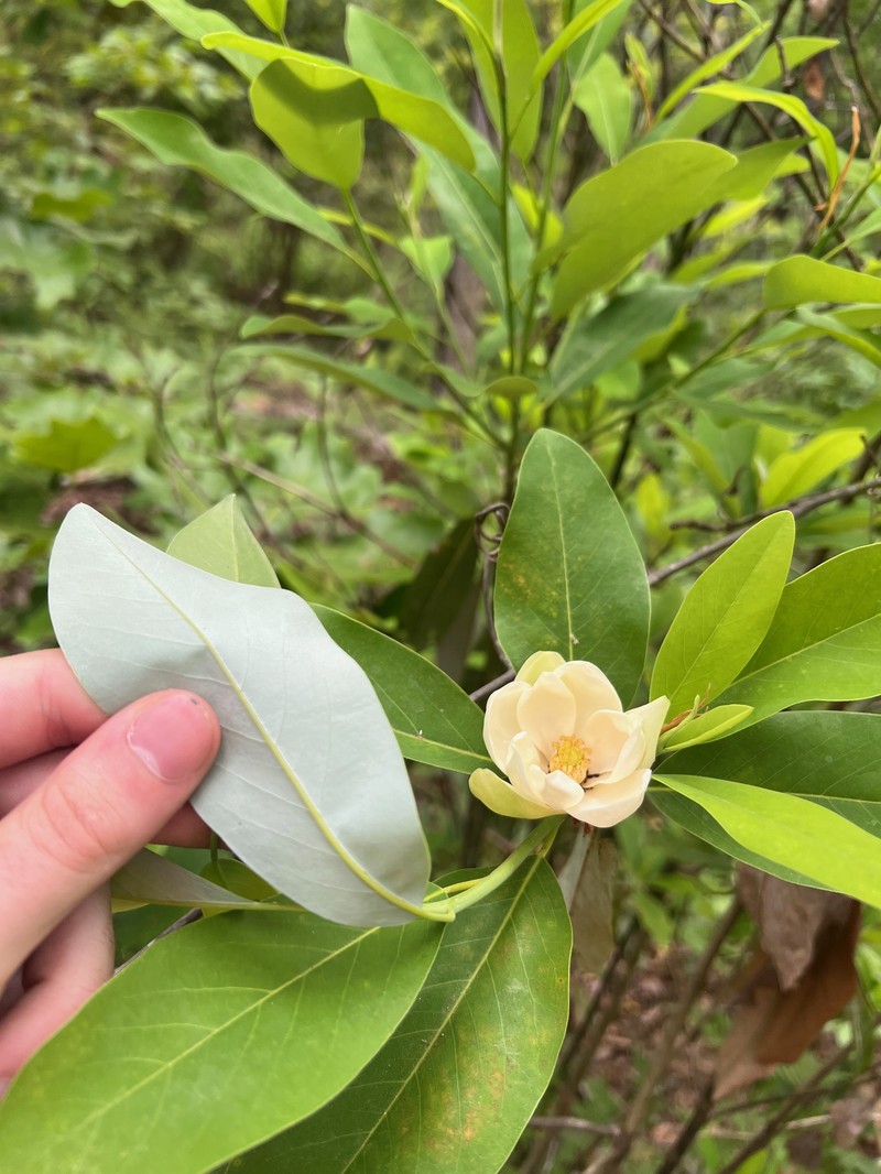 Magnolia virginiana subsp. virginiana photo 4