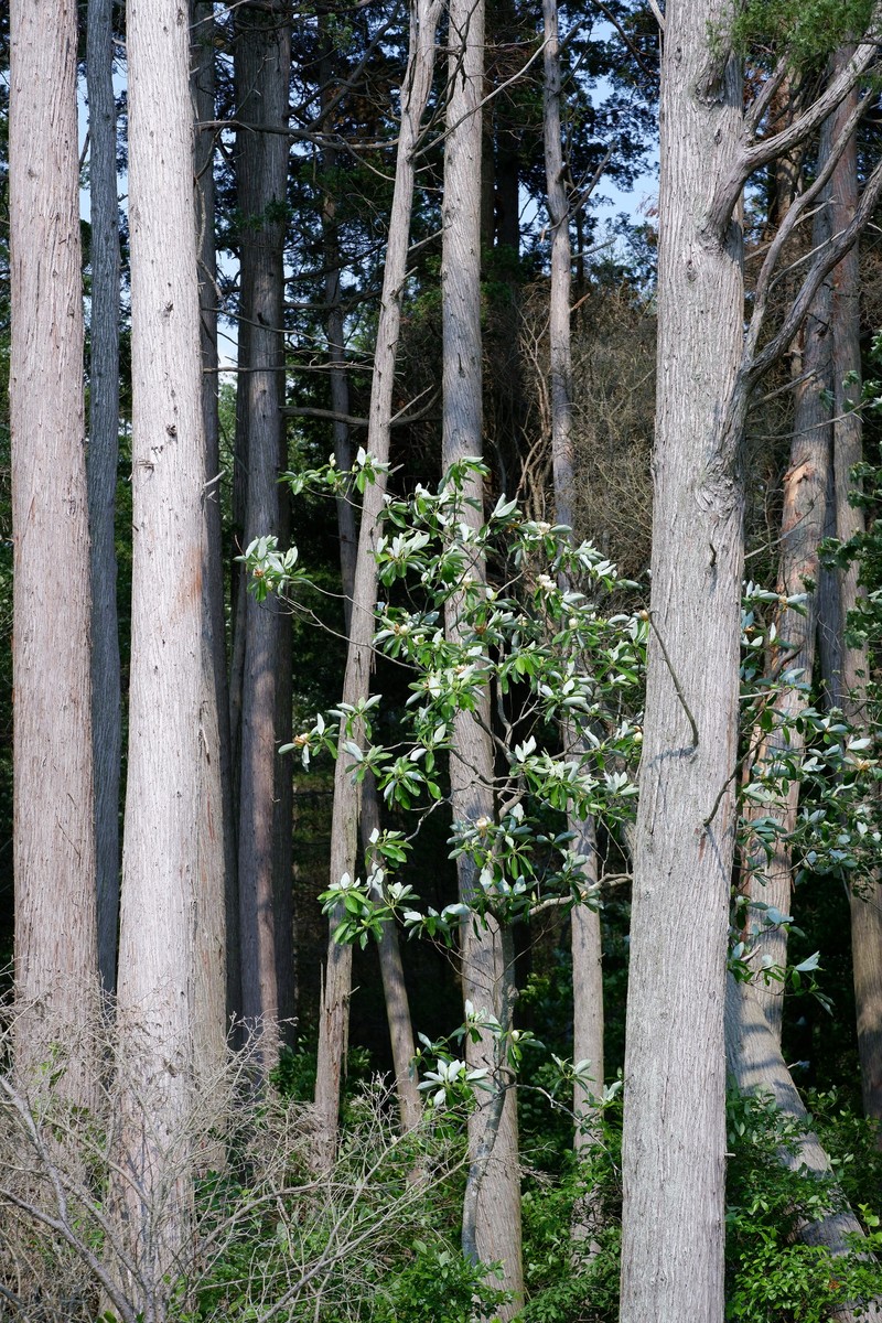 Magnolia virginiana subsp. virginiana photo 5