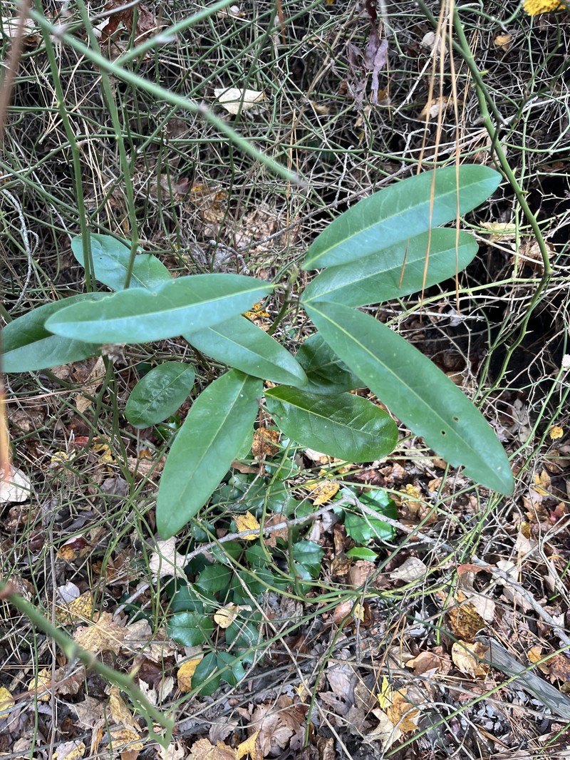 Magnolia virginiana subsp. virginiana photo 6