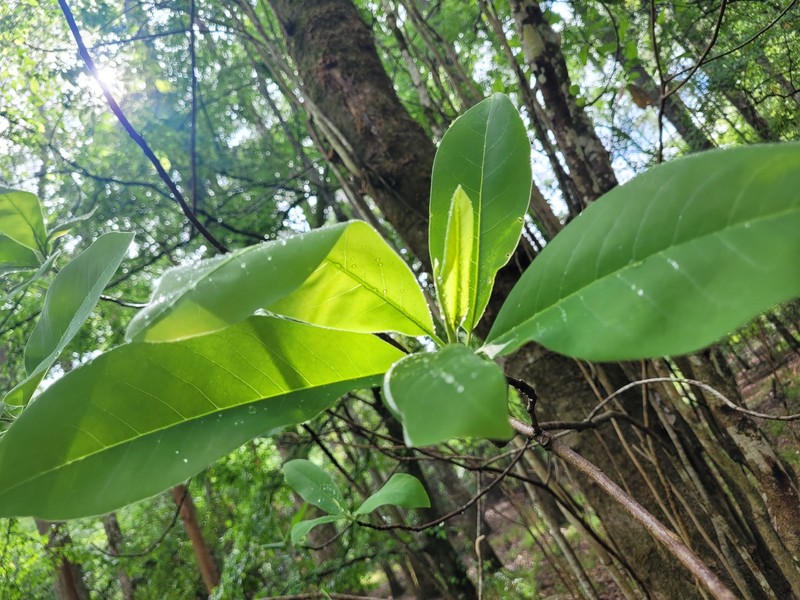 Magnolia virginiana var. australis