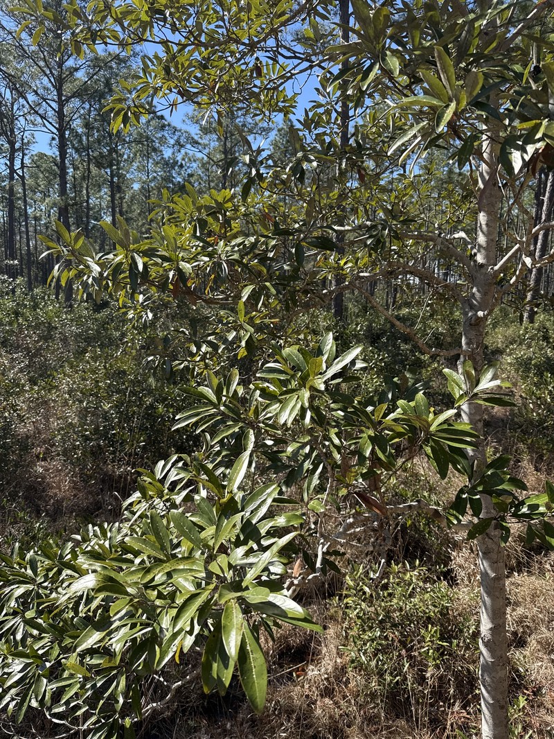 Magnolia virginiana var. australis photo 2