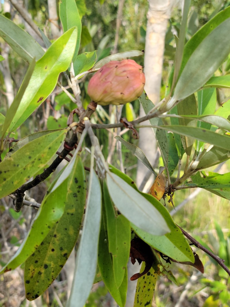 Magnolia virginiana var. australis photo 3