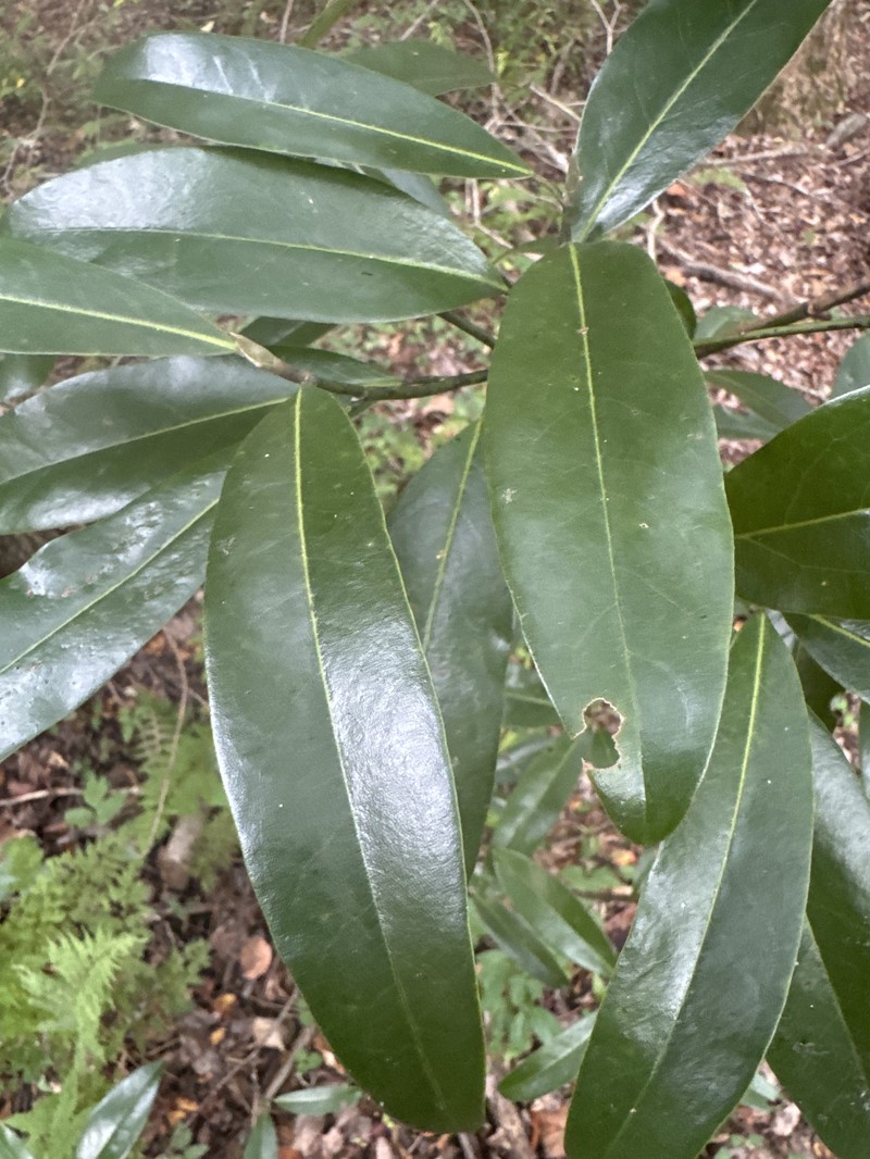 Magnolia virginiana var. australis photo 4