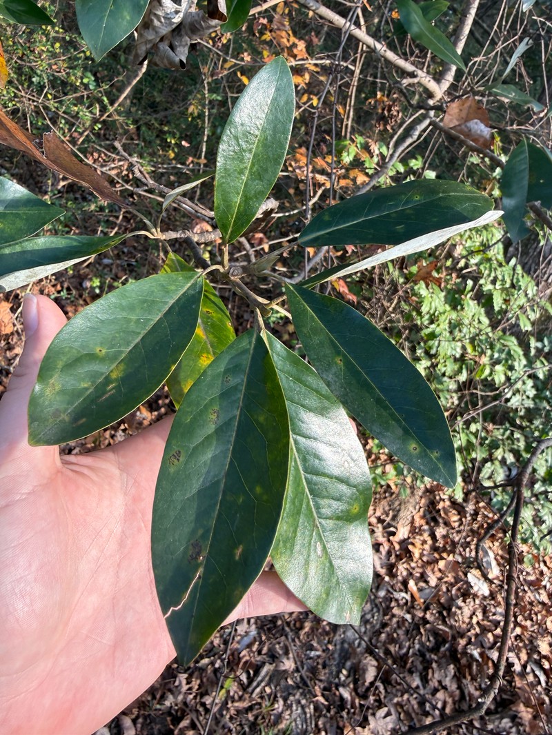 Magnolia virginiana var. australis photo 5