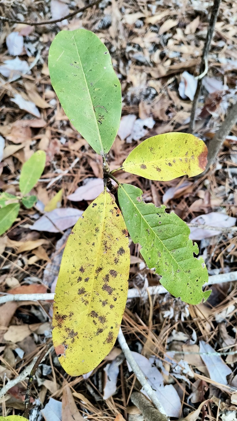 Magnolia virginiana var. australis photo 6