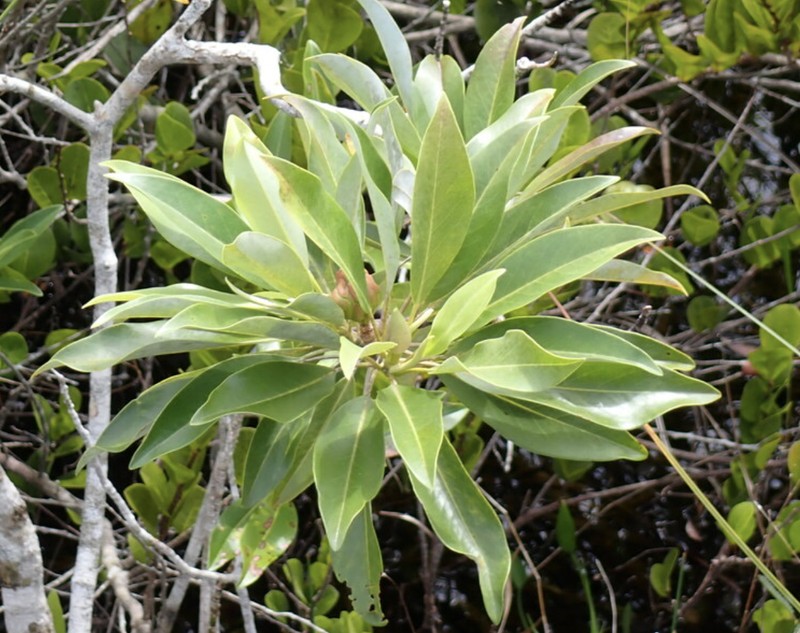 Magnolia virginiana var. australis photo 7