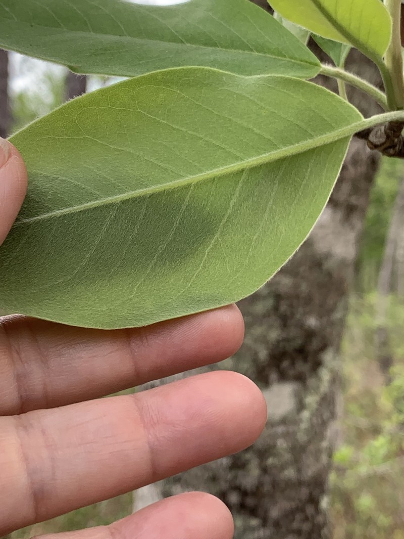 Magnolia virginiana var. australis photo 8