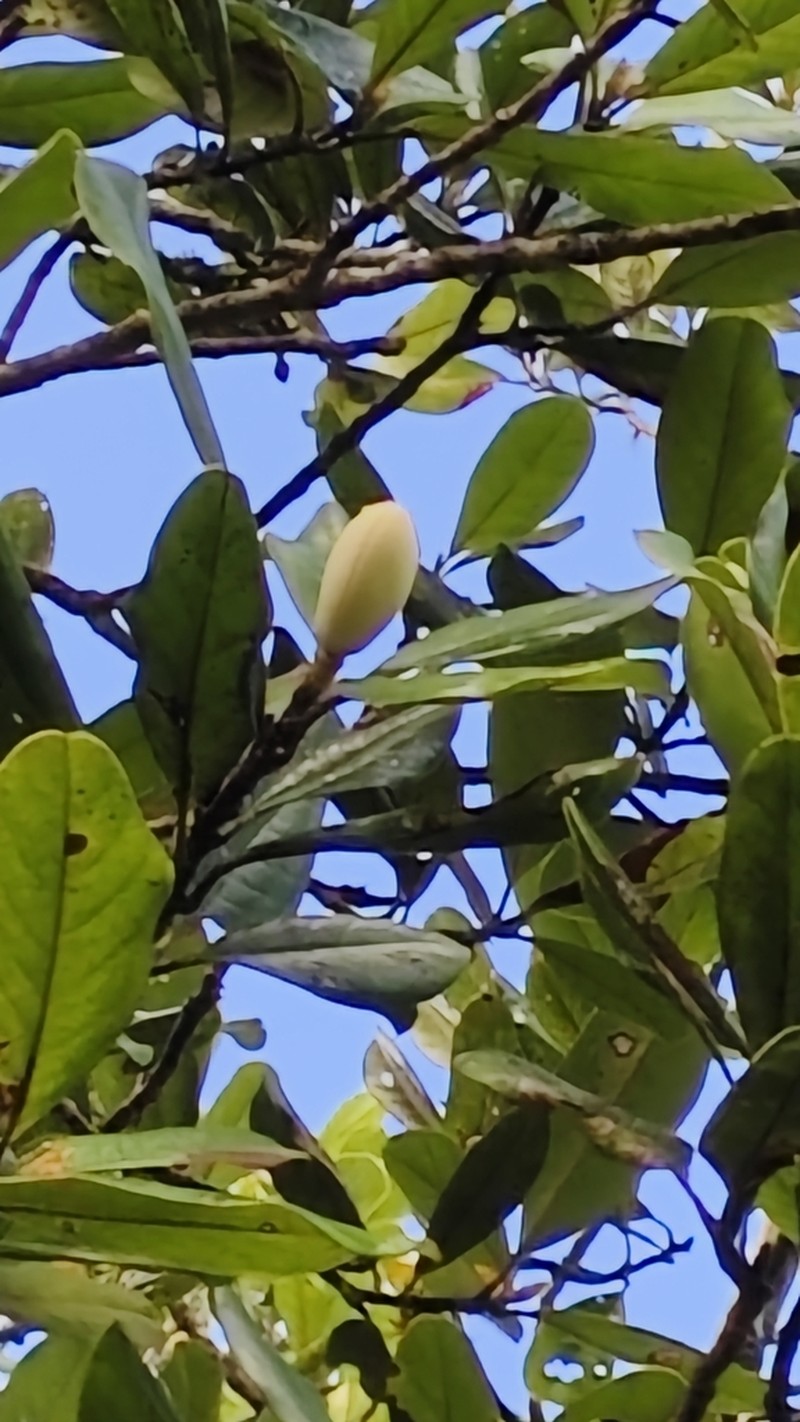 Magnolia virolinensis