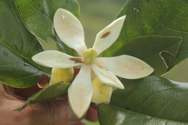 Magnolia virolinensis photo 2