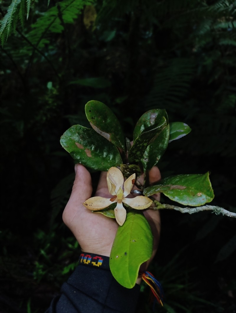 Magnolia virolinensis photo 3