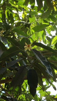 Magnolia vrieseana