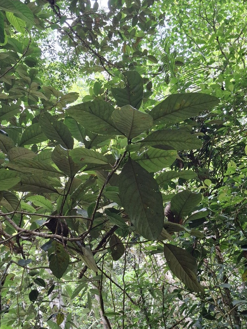 Magnolia vrieseana photo 2