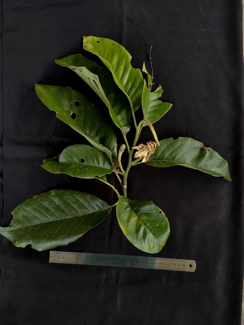 Magnolia vrieseana photo 4