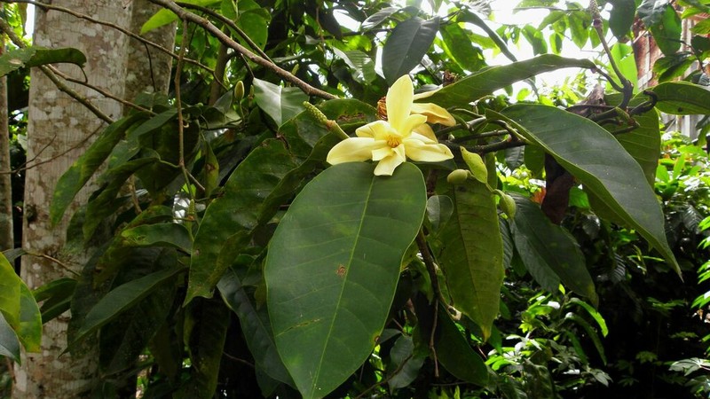 Magnolia vrieseana photo 5