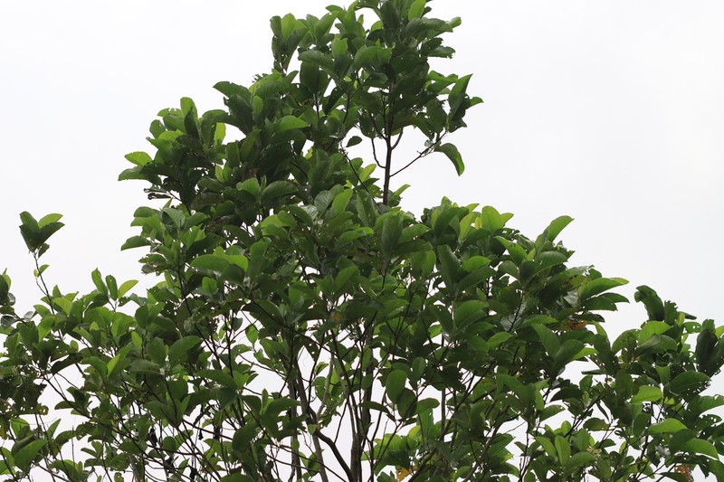 Magnolia vrieseana photo 6