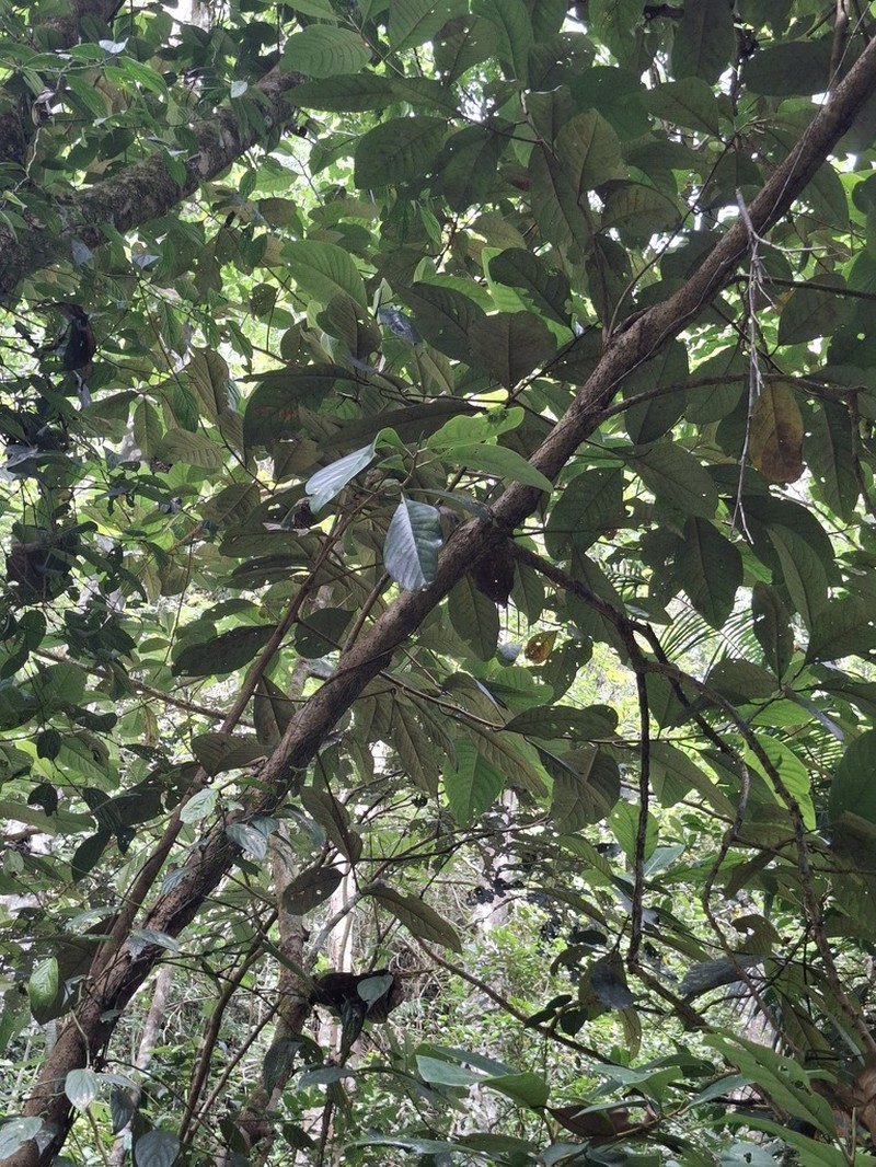 Magnolia vrieseana photo 8