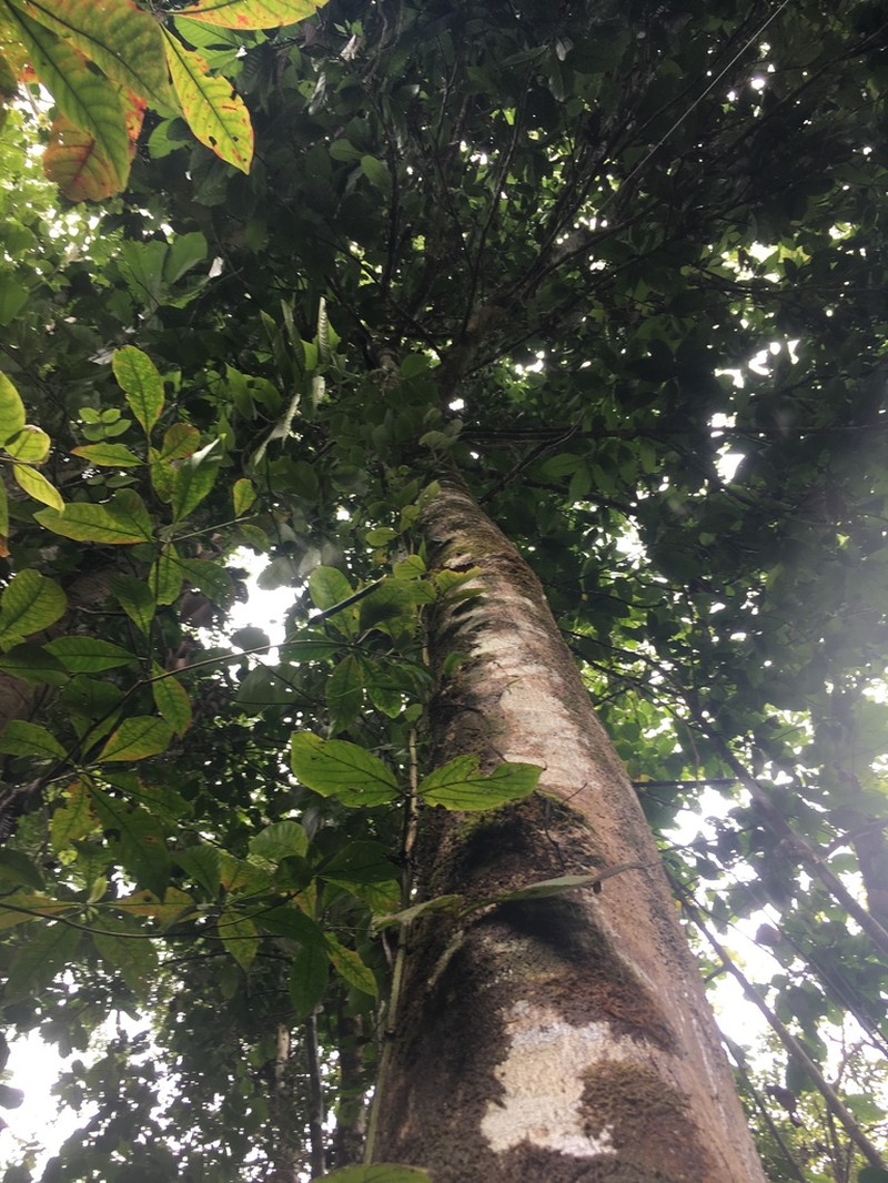 Magnolia wetteri
