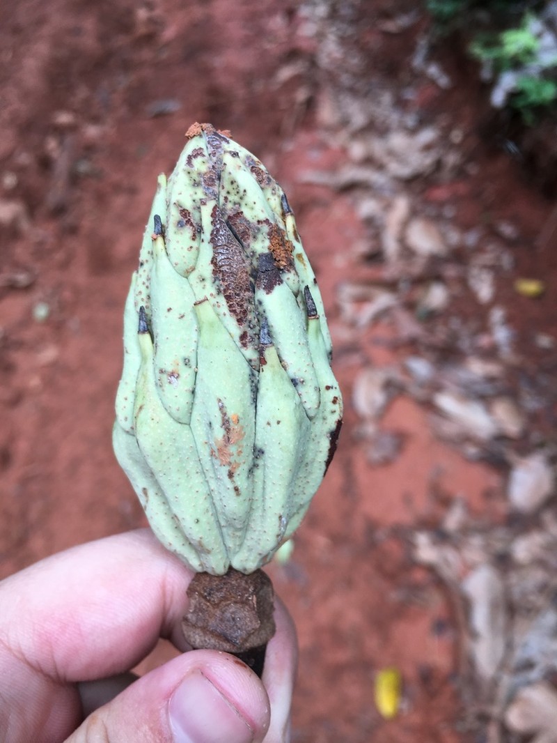 Magnolia wetteri photo 2