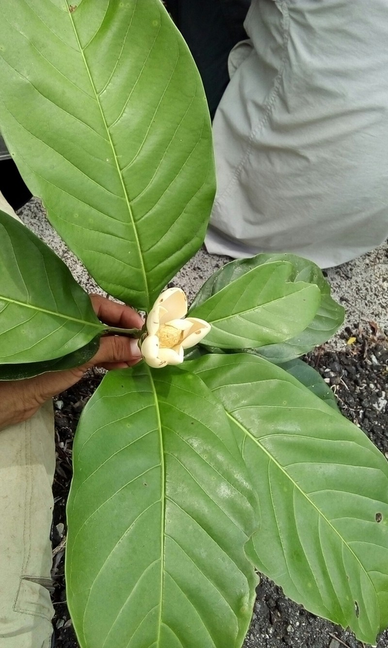 Magnolia wetteri photo 3