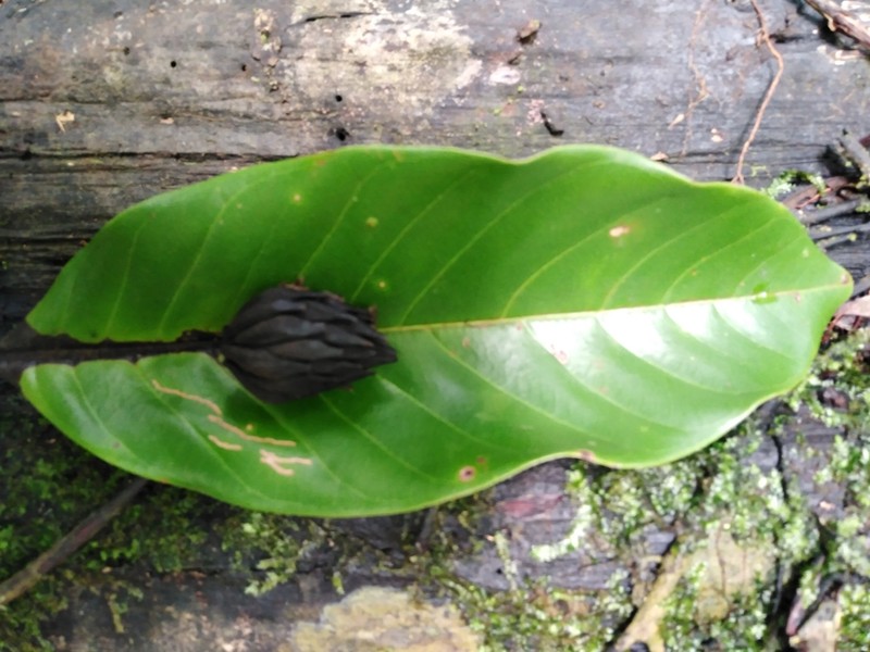 Magnolia wetteri photo 4