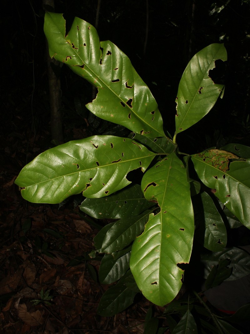 Magnolia wetteri photo 5