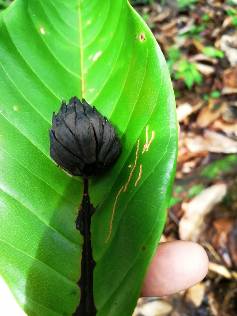 Magnolia wetteri photo 6