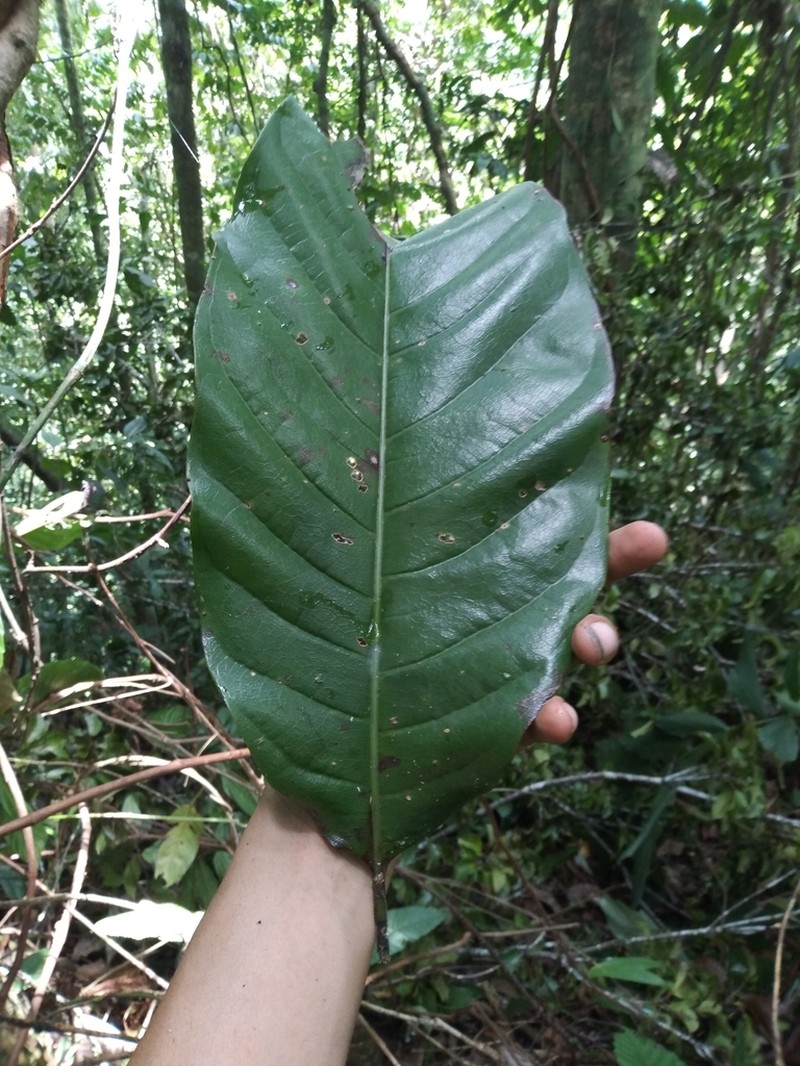 Magnolia wetteri photo 7