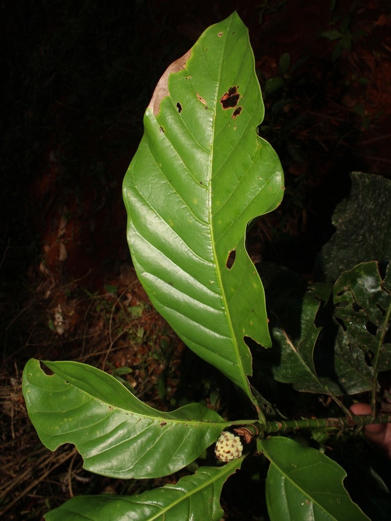 Magnolia wetteri photo 8