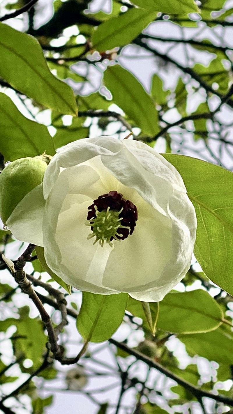 Magnolia wilsonii photo 4