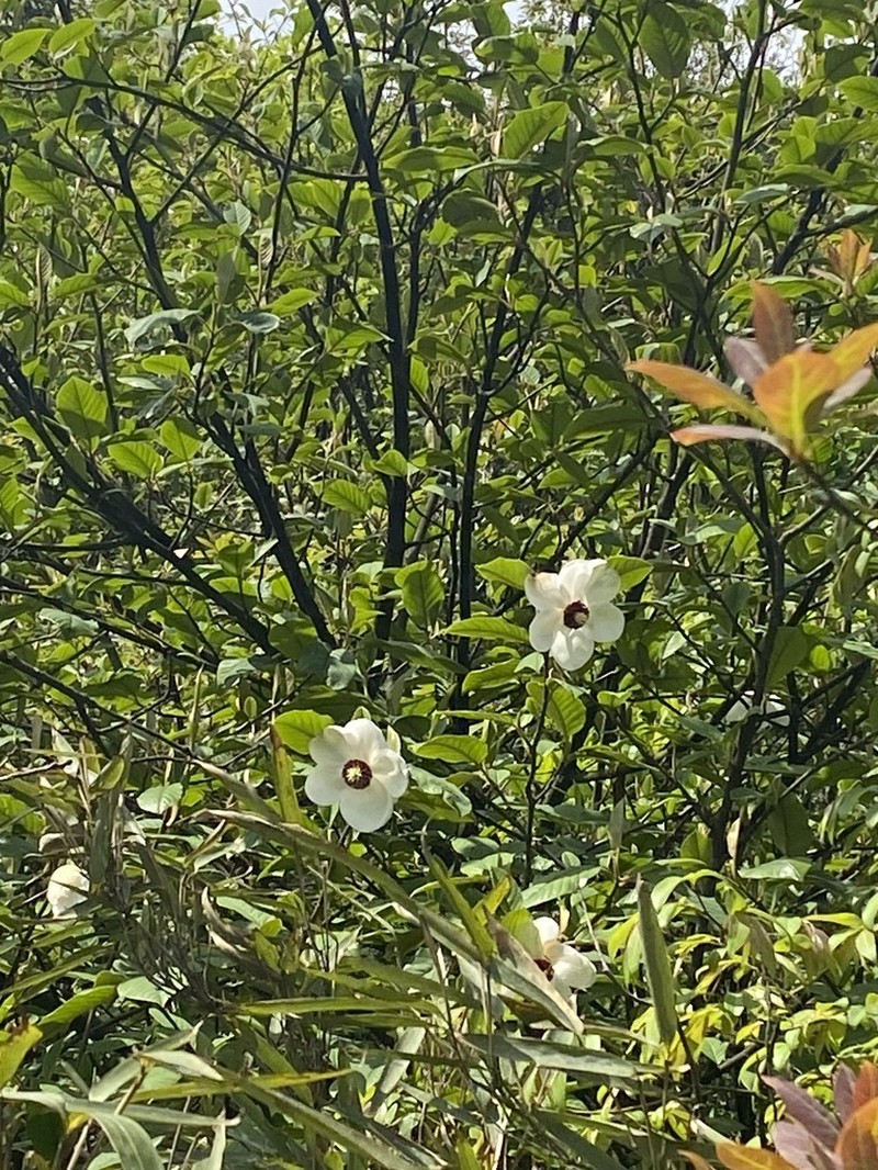 Magnolia wilsonii photo 5