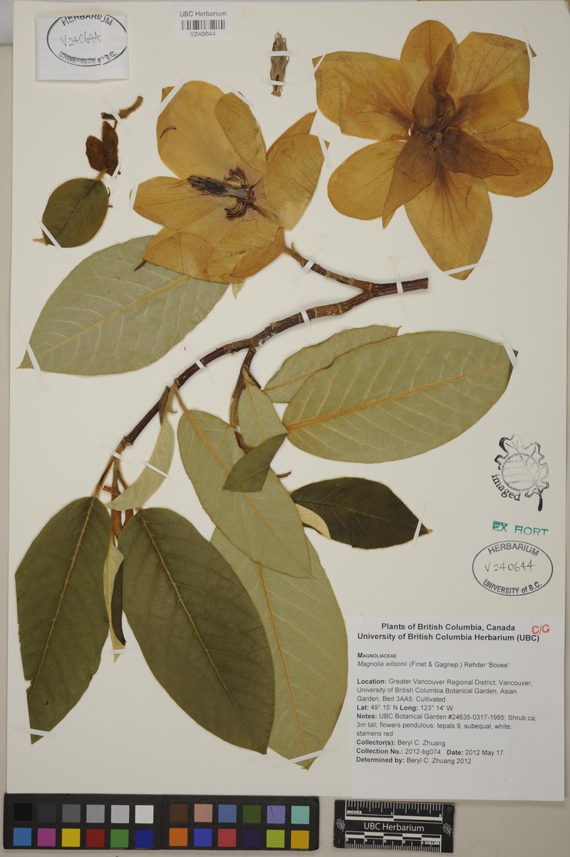 Magnolia wilsonii photo 6
