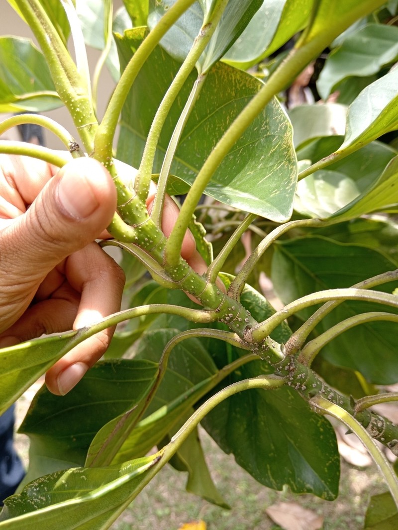 Magnolia wolfii photo 2