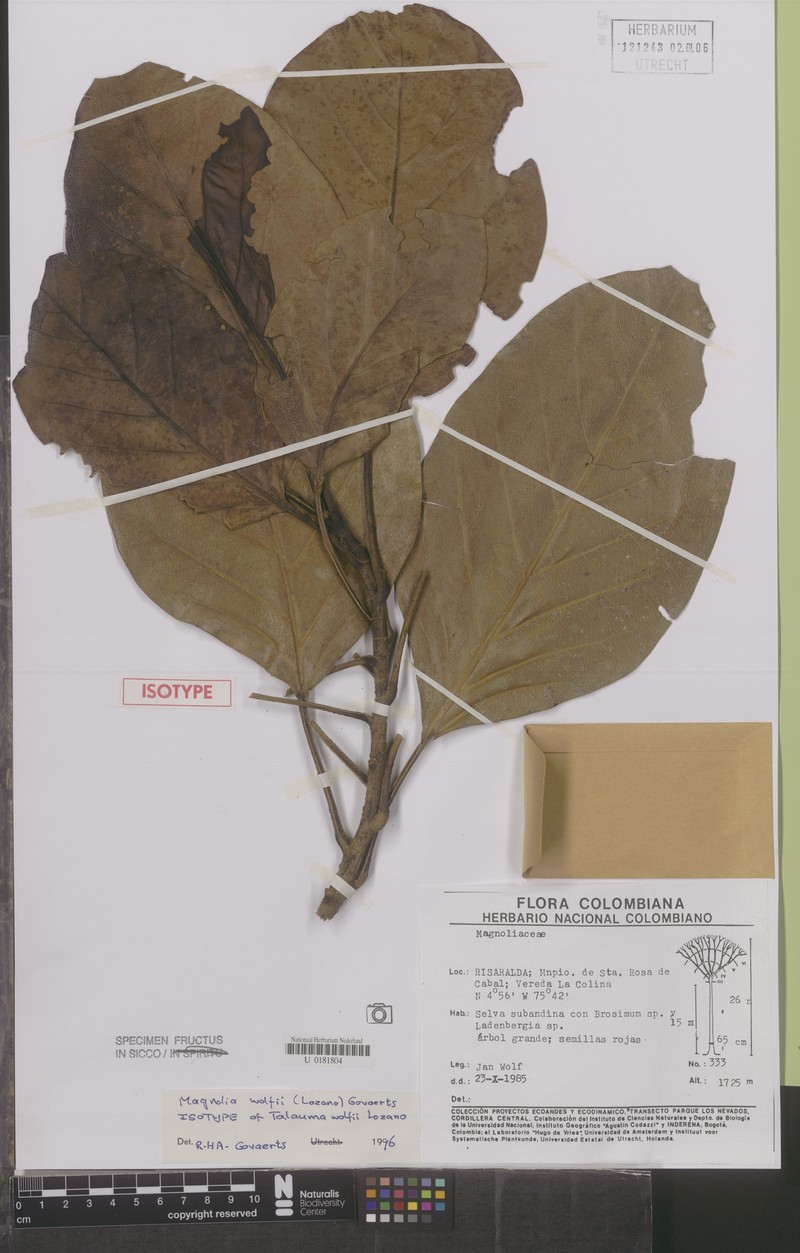 Magnolia wolfii photo 5