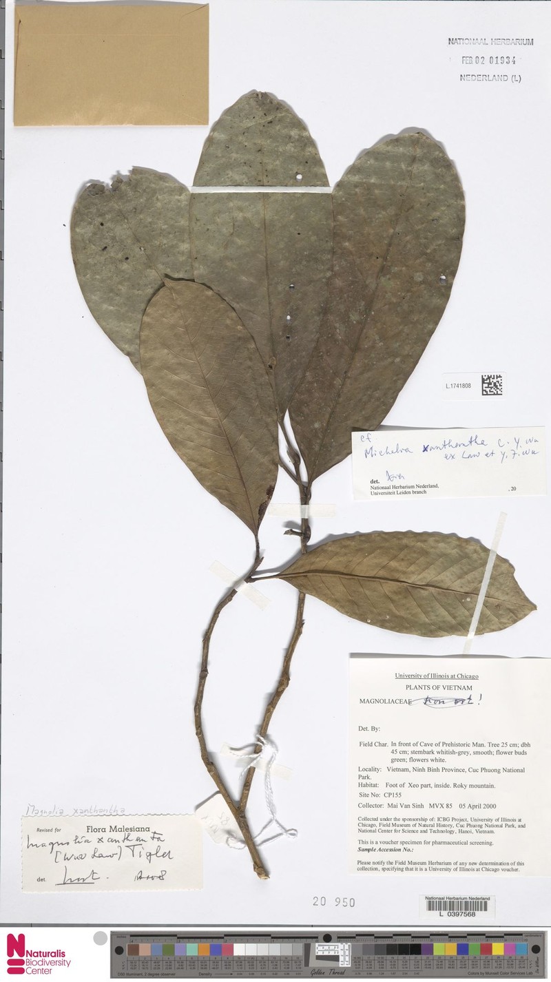 Magnolia xanthantha