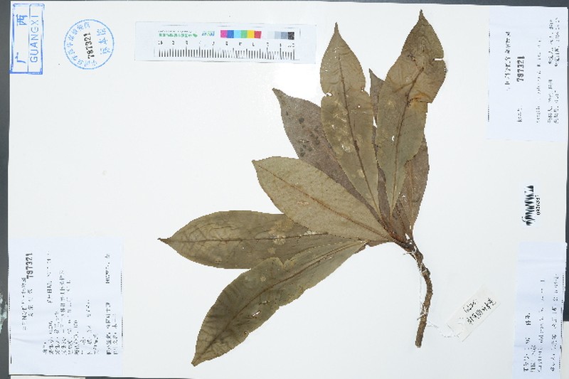 Magnolia xinganensis