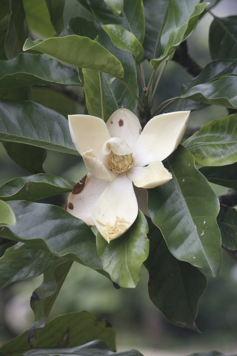 Magnolia yajlachhi