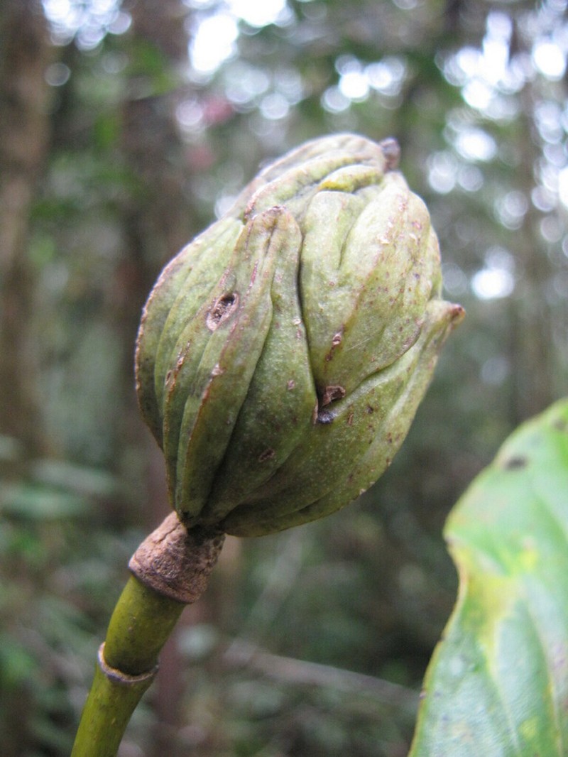Magnolia yantzazana