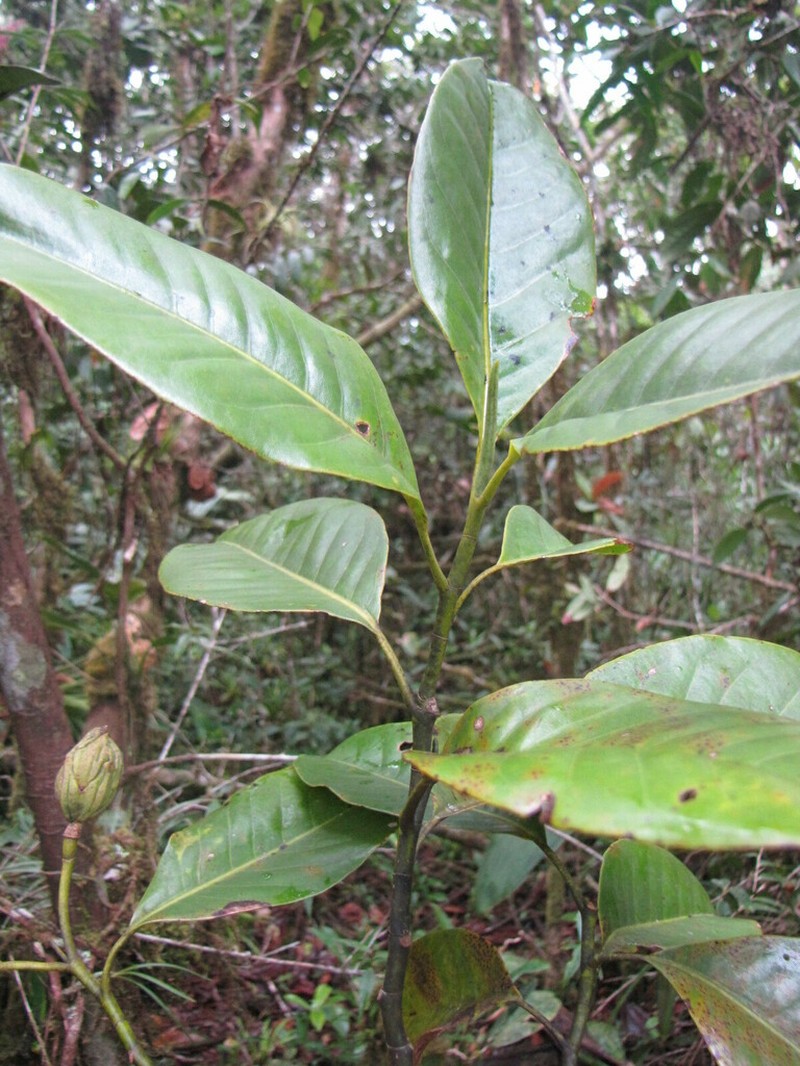 Magnolia yantzazana photo 2