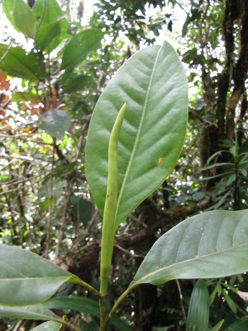 Magnolia yantzazana photo 3