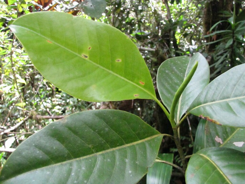 Magnolia yantzazana photo 5
