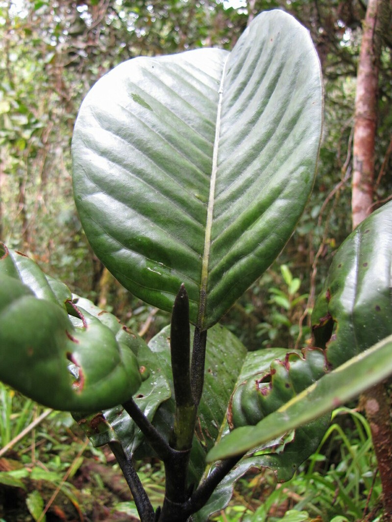 Magnolia yantzazana photo 6