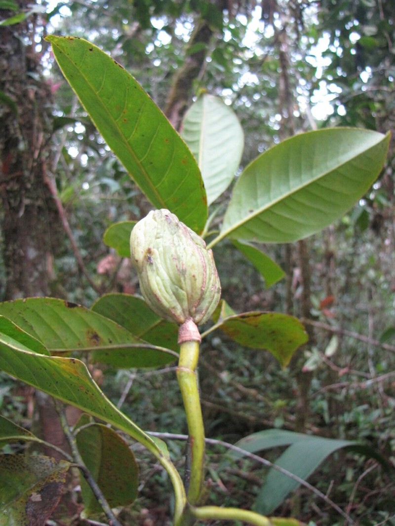 Magnolia yantzazana photo 7