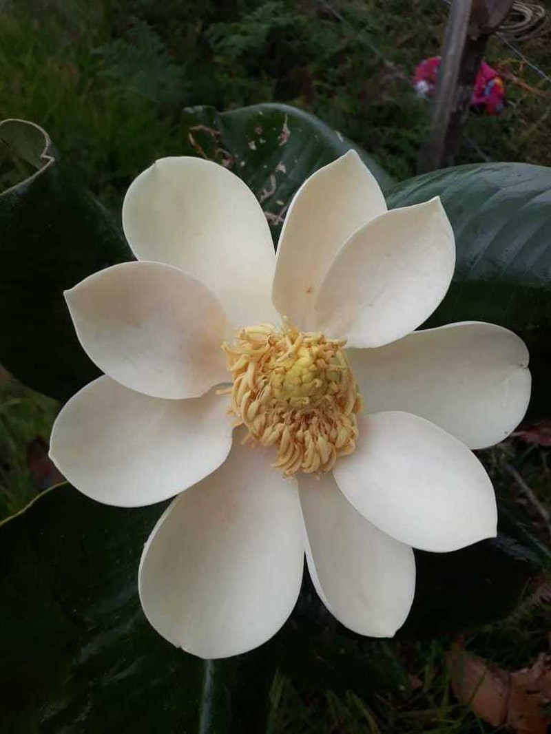 Magnolia yarumalensis