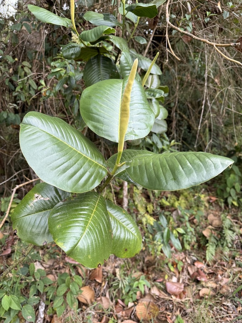 Magnolia yarumalensis photo 2