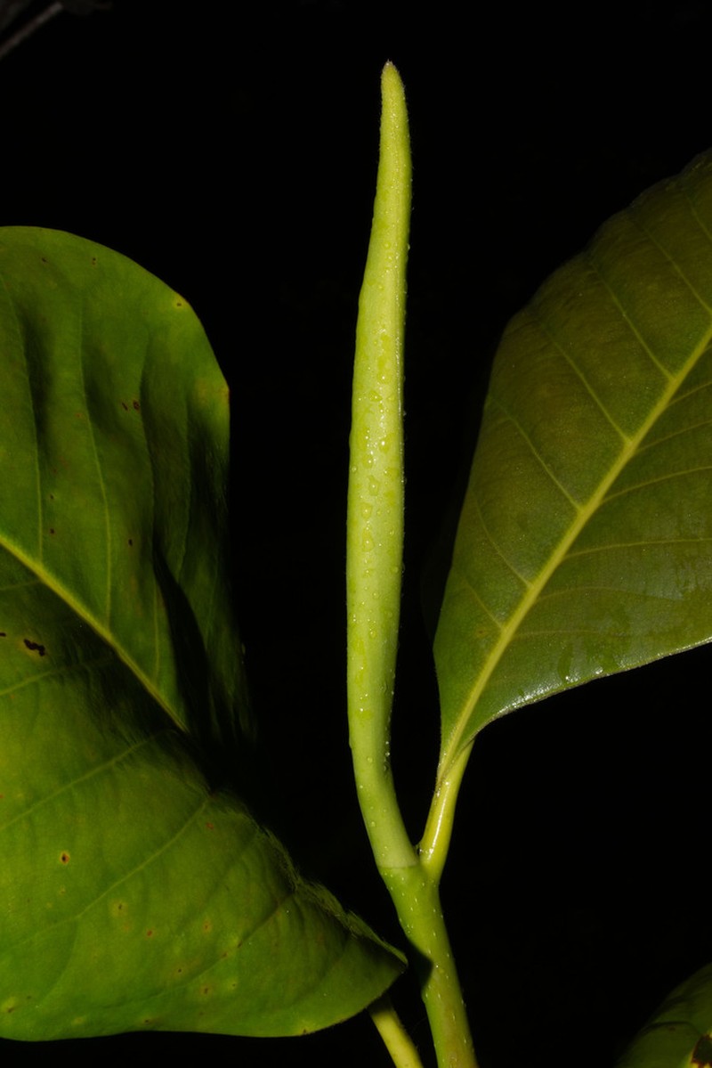 Magnolia yarumalensis photo 4