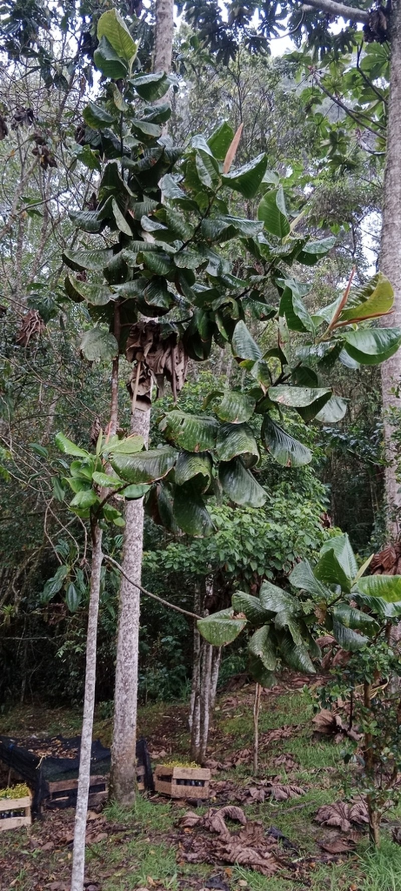 Magnolia yarumalensis photo 8