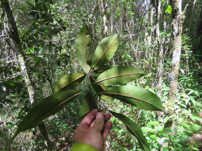 Magnolia yoroconte photo 2